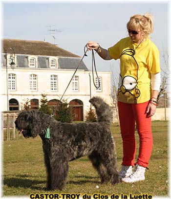 bouvier des flandres du clos de la luette - copyright d&eacute;pos&eacute;